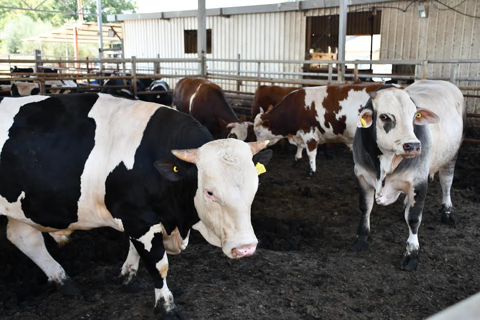 Adada7aeeqj (3).jpg.jpg